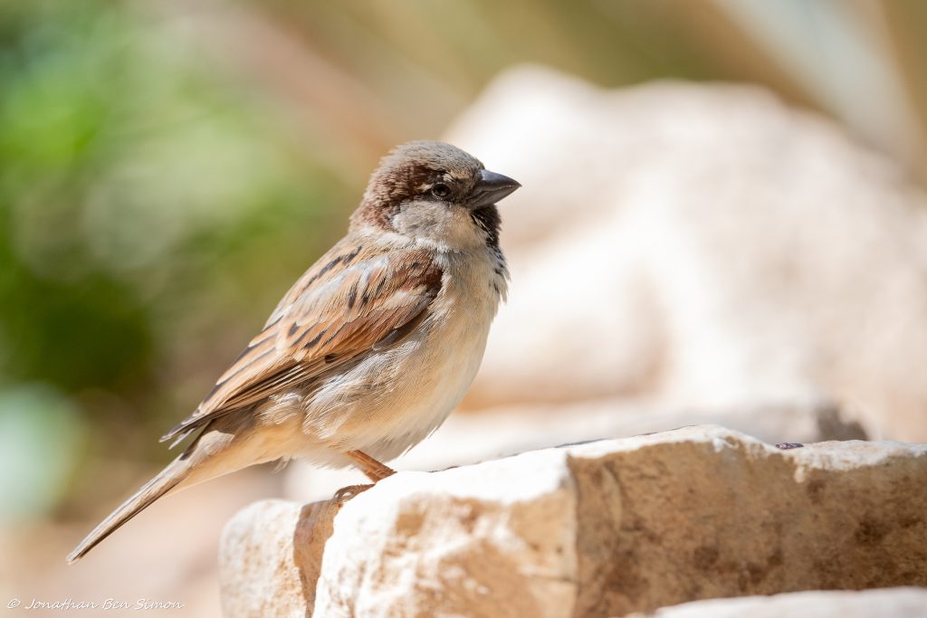 דרור הבית. צילום: יונתן בן סימון