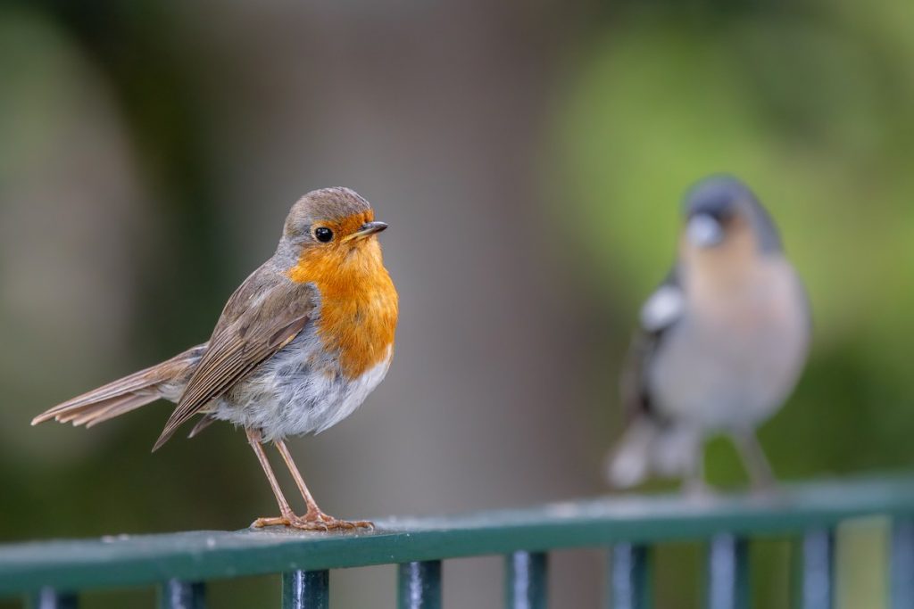 אדום חזה. צילום: Marcin Dyduch