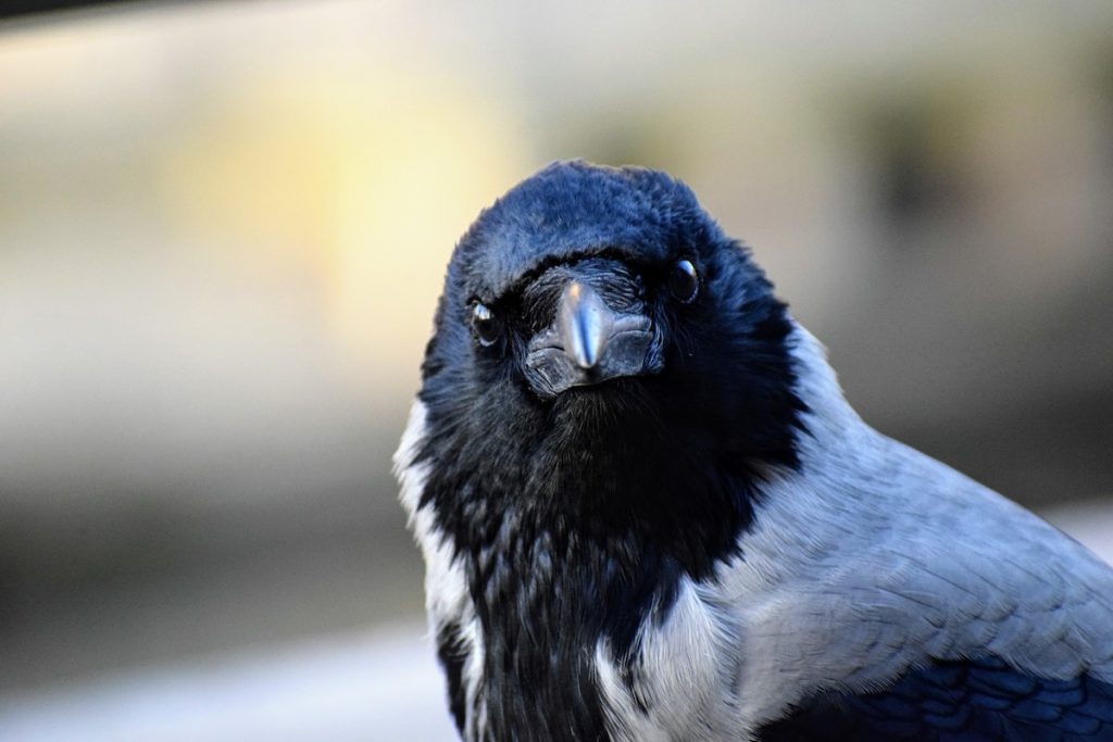 עורב אפור. צילום: Silas Powell, eBird
