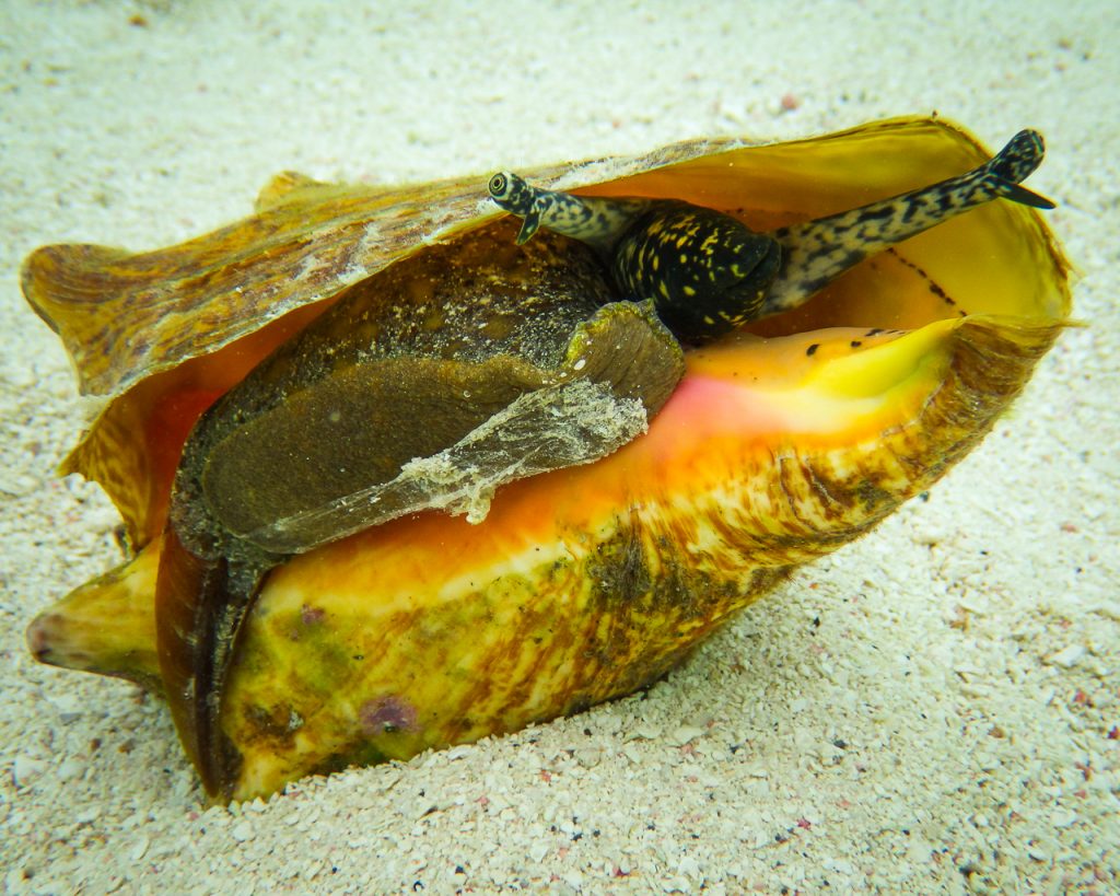 Queen Conch. צילום: Daniel Neal