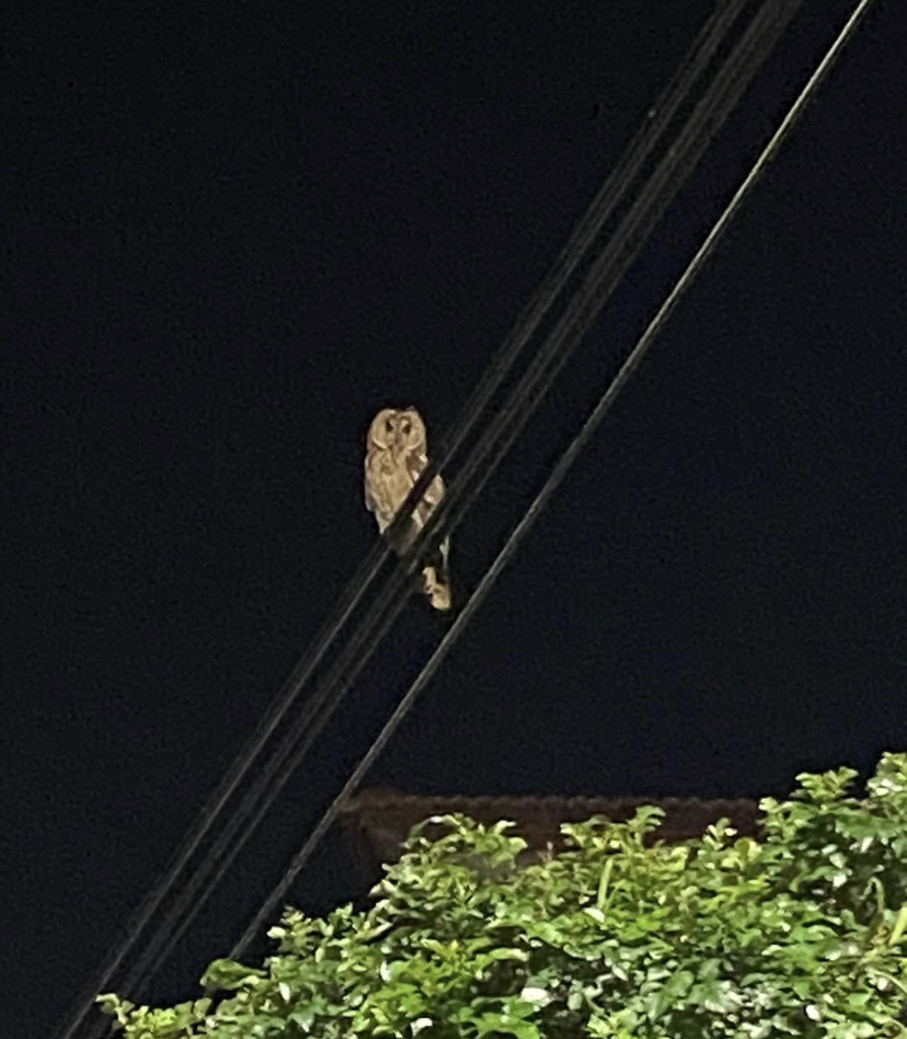 ינשוף עצים. צילום: Mera Hloun (iNaturalist)