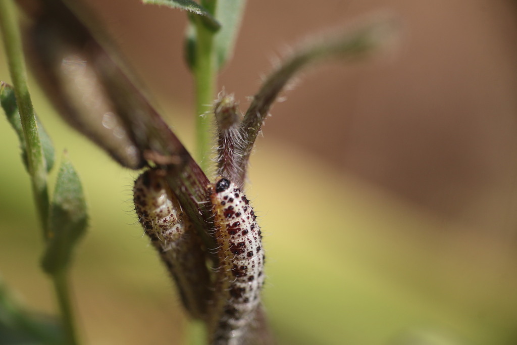 זחל לבנין הכרוב. צילום: malachigivon, iNaturalist