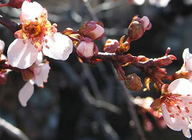 פריחת שזיף, מיזם Budburst