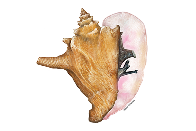 איור Queen Conch. מקור: NOAA