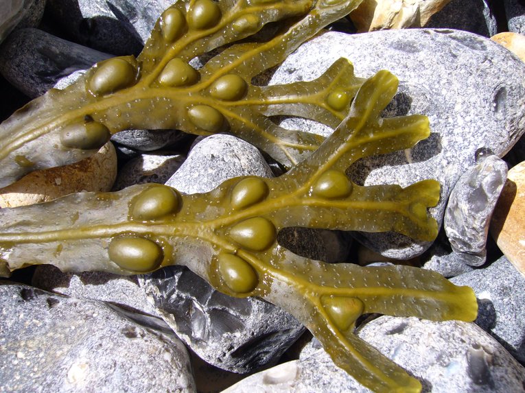 אצה חומית (Bladder wrack). צילום: Lucy Robinson