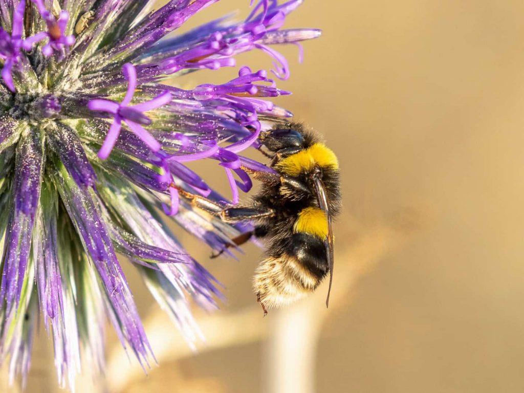 בומבוס האדמה. צילום: igal_oz, iNaturalist