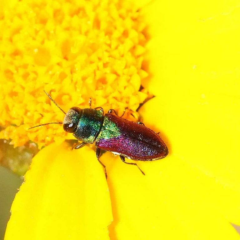 ברקנית ארצישראלית. צילום: שחר אלתרמן
