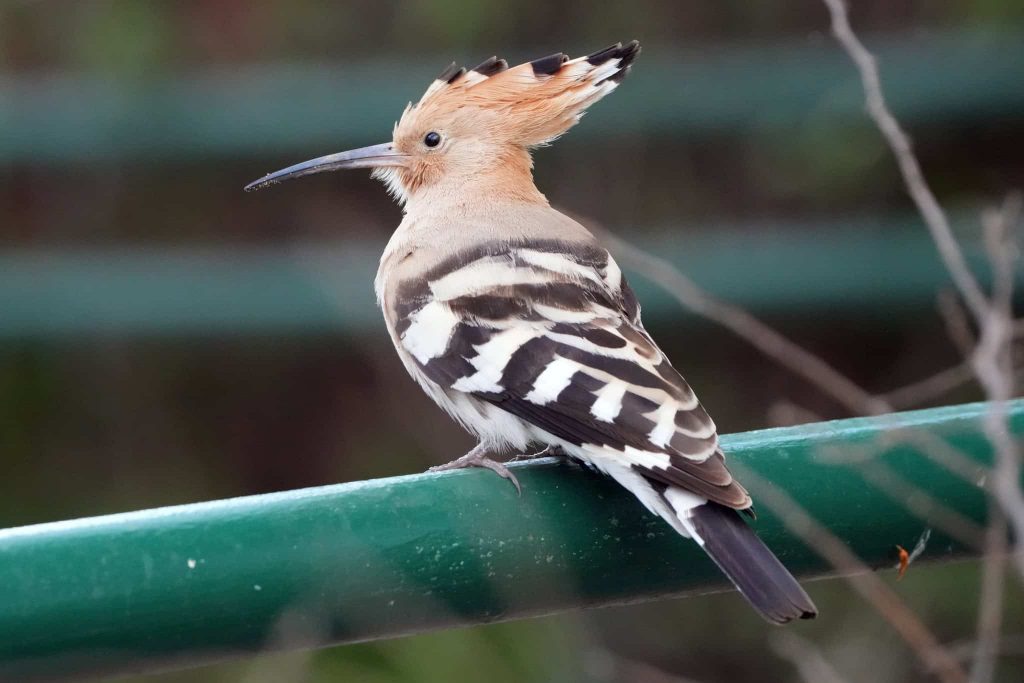 דוכיפת. צילום: שחר אלתרמן, iNaturalist