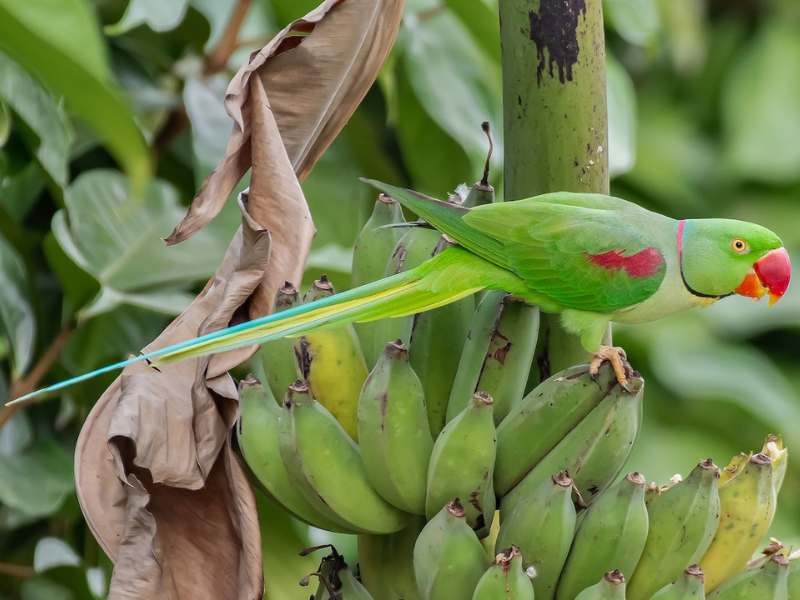 דררה אלכסנדרונית. צילום: Natthaphat Chotjuckdikul