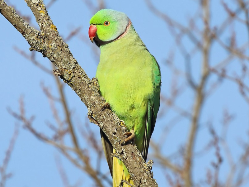 דררה מצויה. צילום: Jorge García Mora