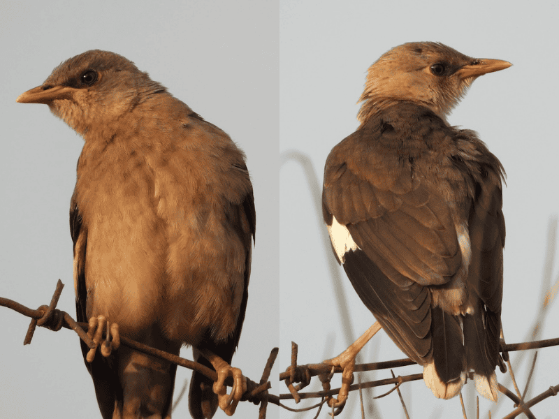 זרזיר בורמזי דרומי צעיר. צילום: איתי ברגר