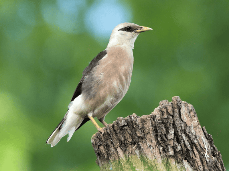 זרזיר בורמזי דרומי. צילום: David Irving