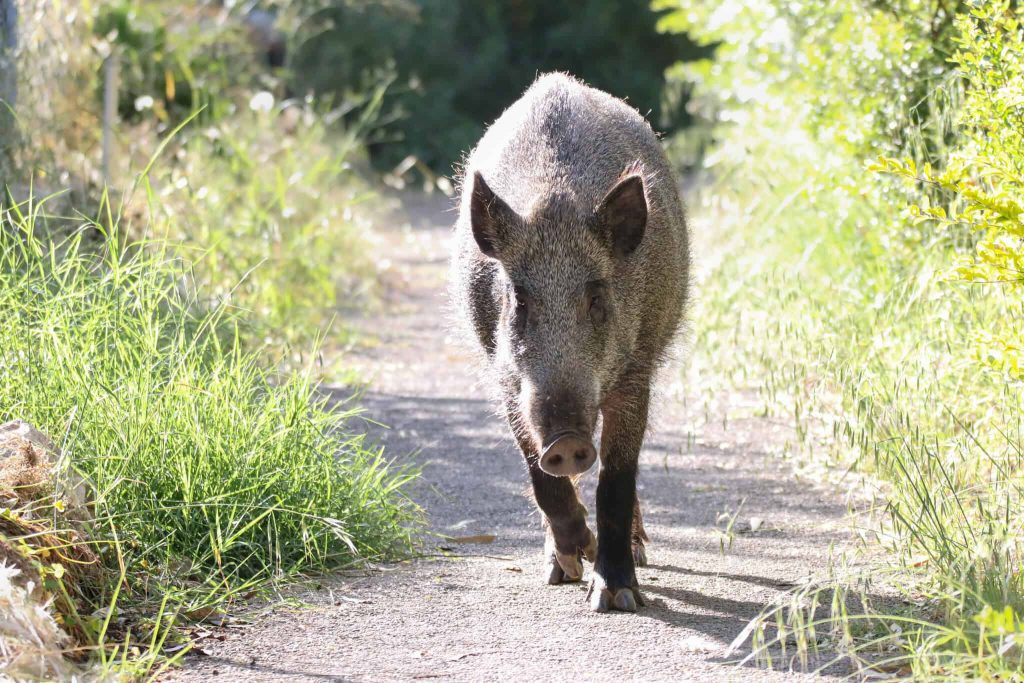 חזיר בר בחיפה. צילום: amit_goldstein