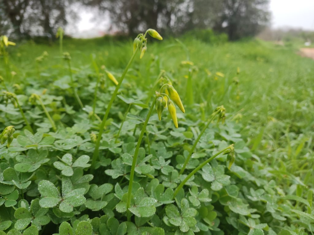 חמציץ נטוי. צילום: צעד ירוק פרדסיה, iNaturalist