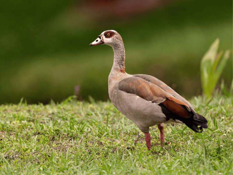 יאורית מצרית. צילום: Alicia Ambers