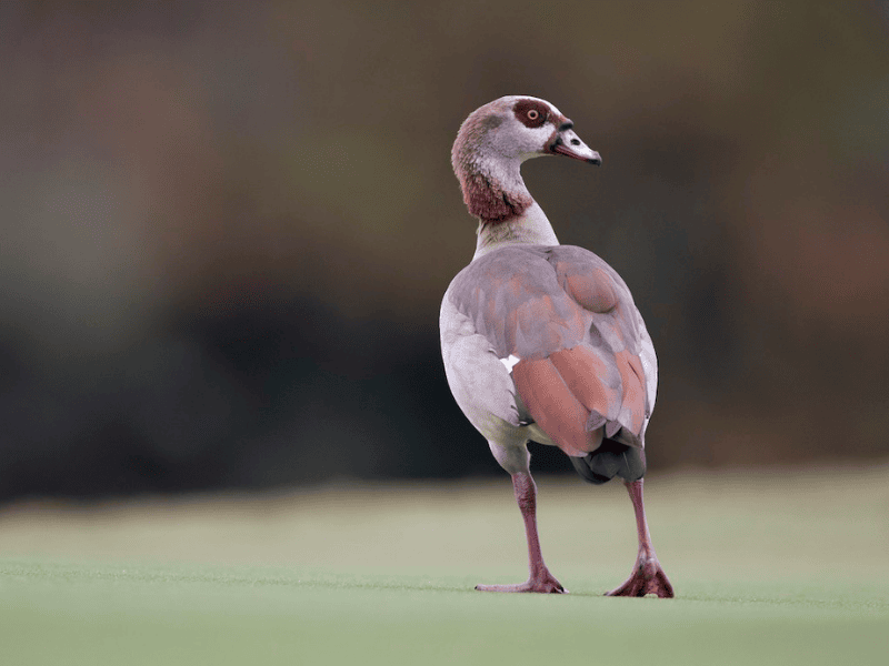 יאורית מצרית. צילום: Michael Stubblefield