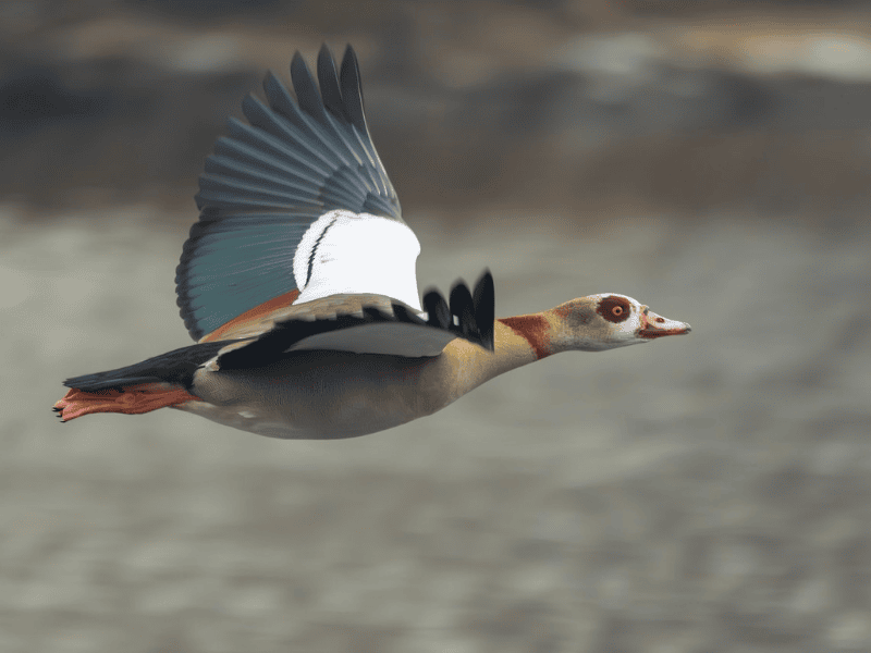 יאורית מצרית. צילום: Nathaniel Dargue