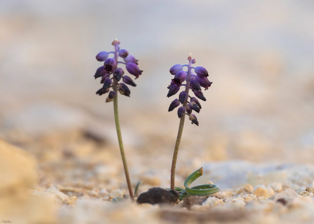 כדן נימי. צילום: רפי עמר