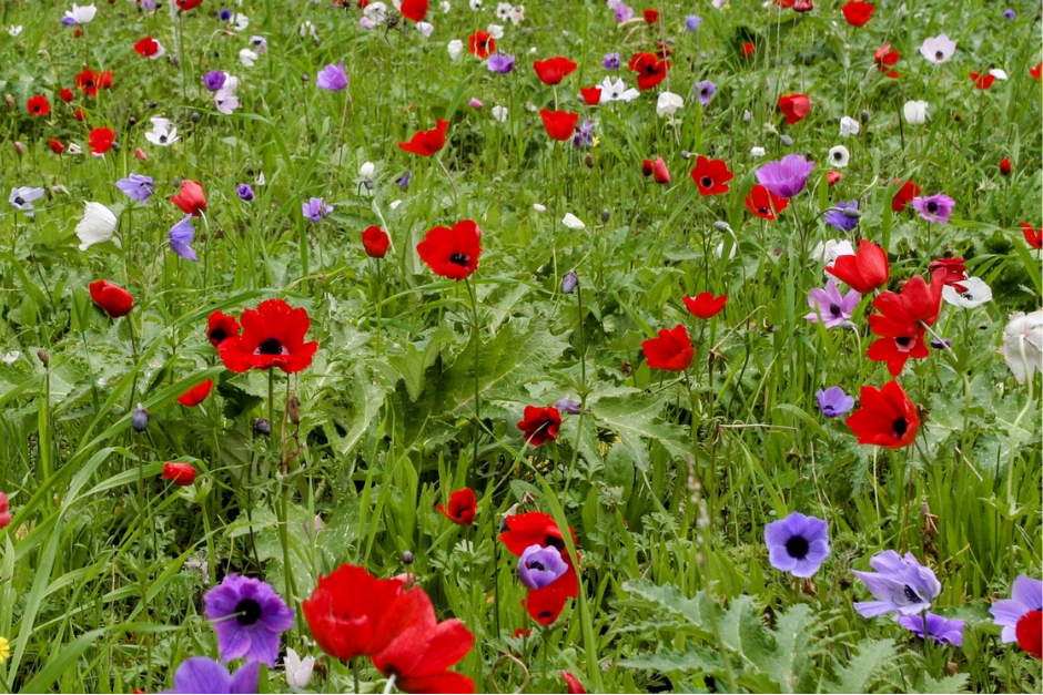 כלנית מצויה. צילום: דרור בן-דוד