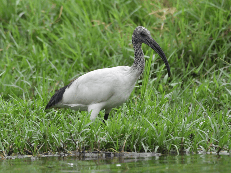 מגלן קדוש אפריקני צעיר. צילום: Santiago Caballero Carrera