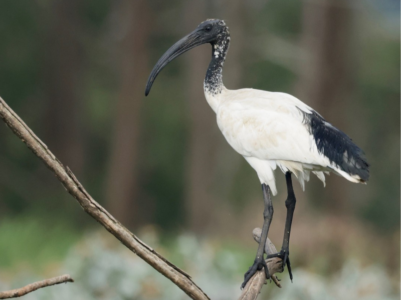 מגלן קדוש אפריקני. צילום: Garret Skead