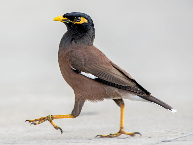 מיינה מצויה. צילום: Denny Swaby