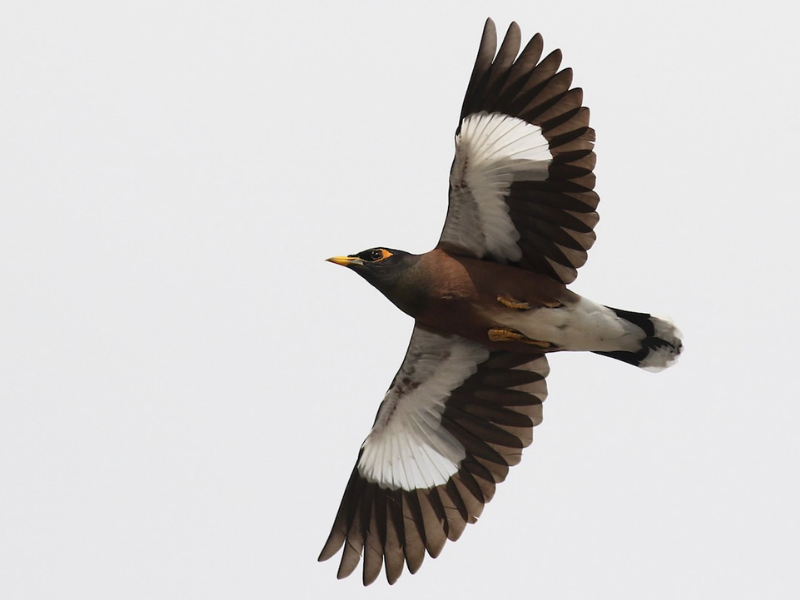 מיינה מצויה. צילום: Gavin Aquila