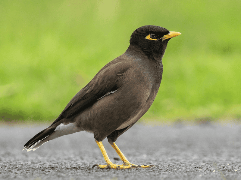 מיינה מצויה. צילום: Oscar Thomas