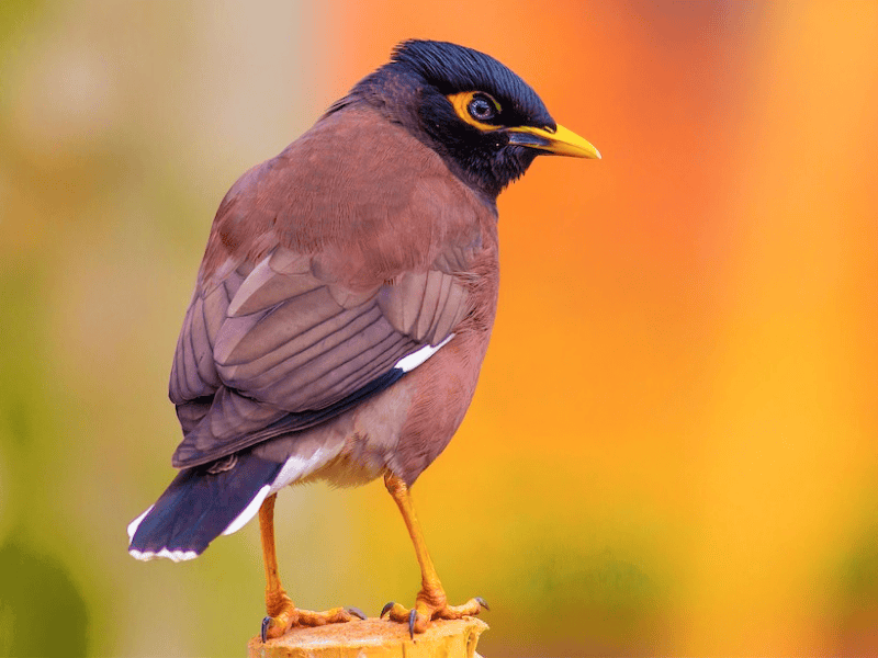 מיינה מצויה. צילום: Turhan Alak