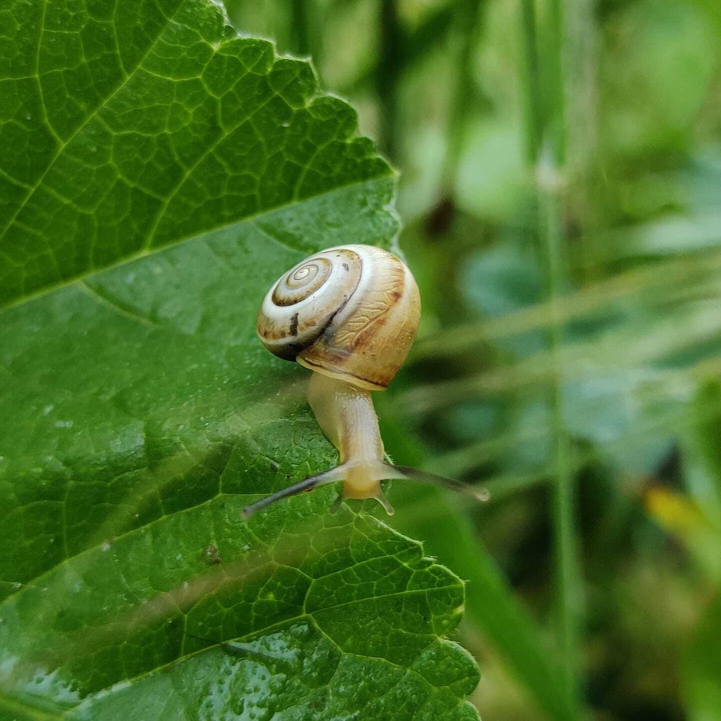 נזירית. צילום: alon_mann