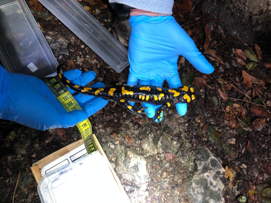 סלמנדרה בכרמל. צילום: עומרי סלנר, החברה להגנת הטבע