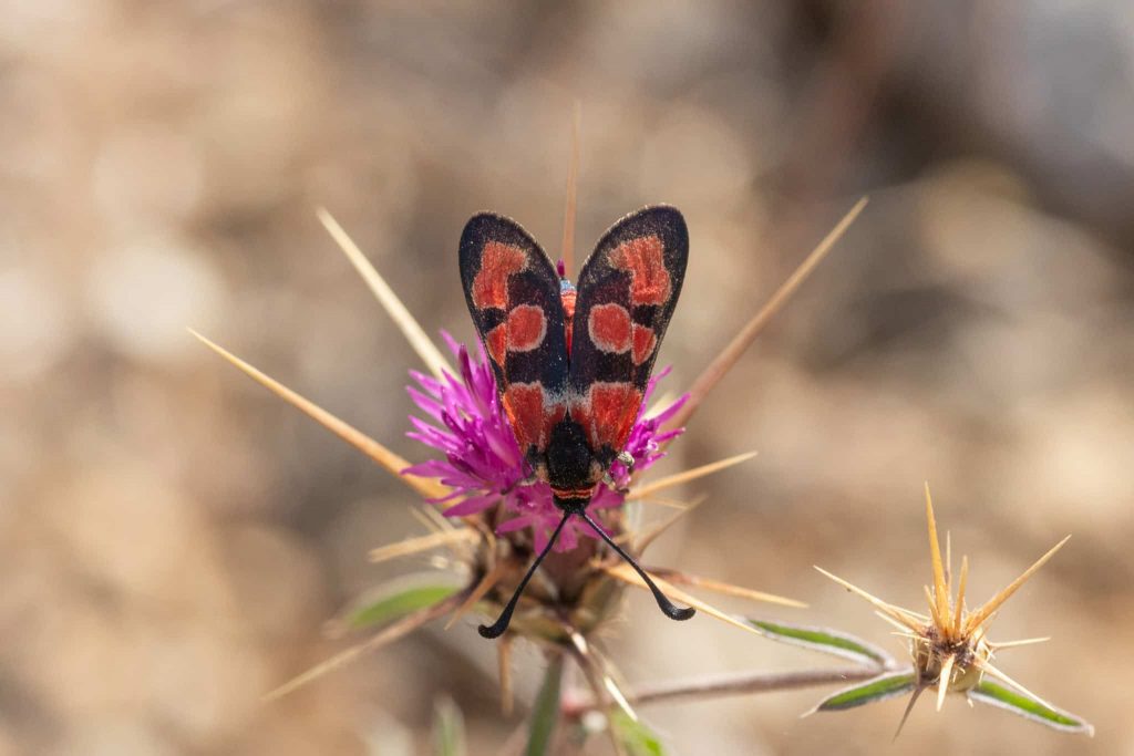 ססמבריק הלבנון. צילום: יעקב סלויץ, iNaturalist