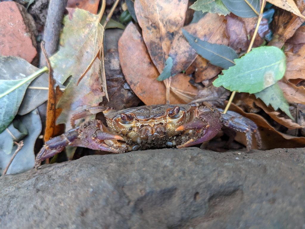 סרטן הנחלים. צילום: Jacques Turner-Moss, iNaturalist