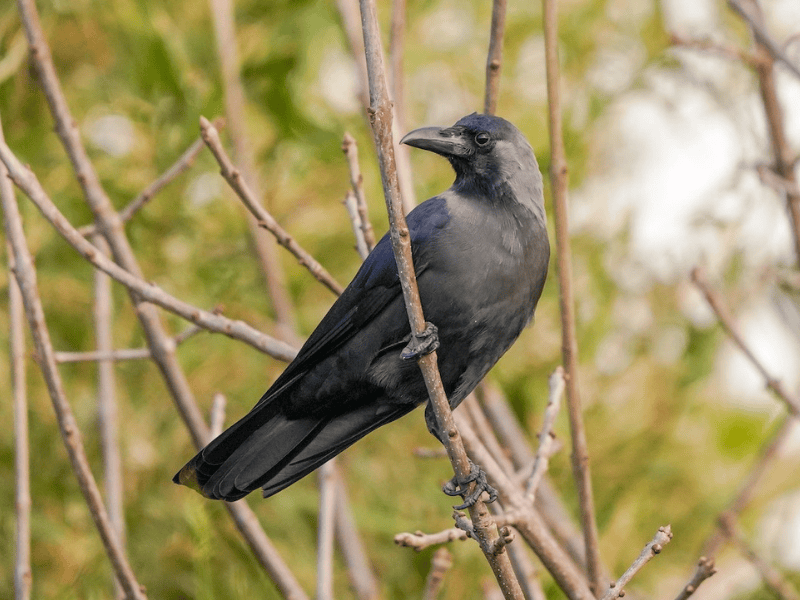 עורב הודי. צילום: Luis Piñeyrua