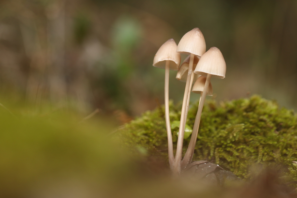 פטרת האצטרובל. צילום: חיים טורק