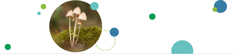 פעילויות לתלמידים באתגר הטבע העירוני - באנר