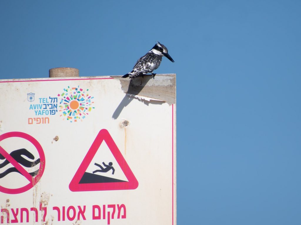 פרפור עקוד. צילום: Samson B, iNaturalist