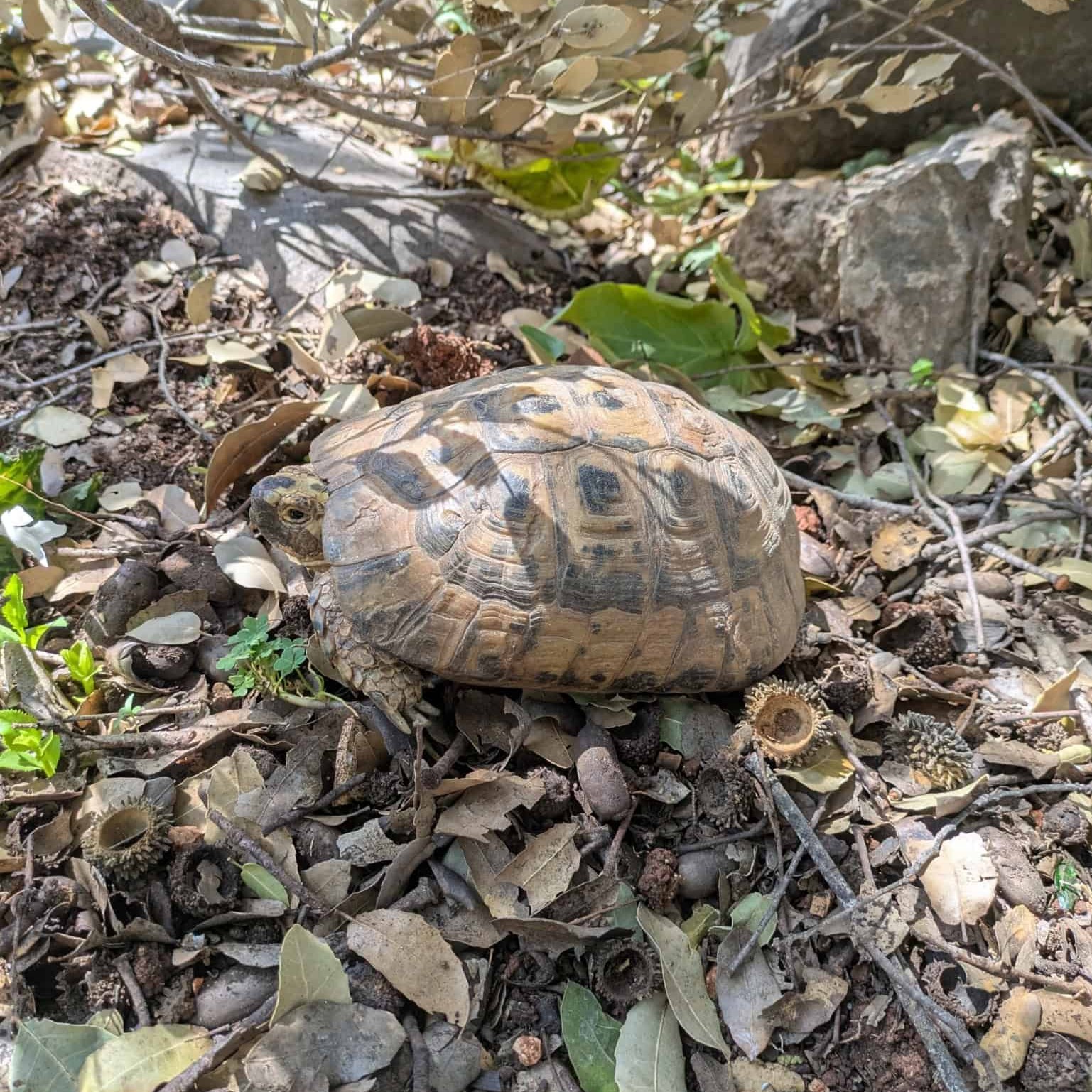 צב יבשה מצוי. צילום: lea2025