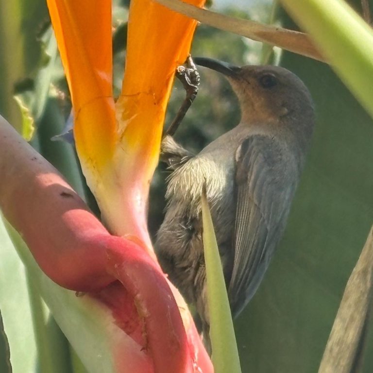 צופית בוהקת. צילום: Tal Selitsky