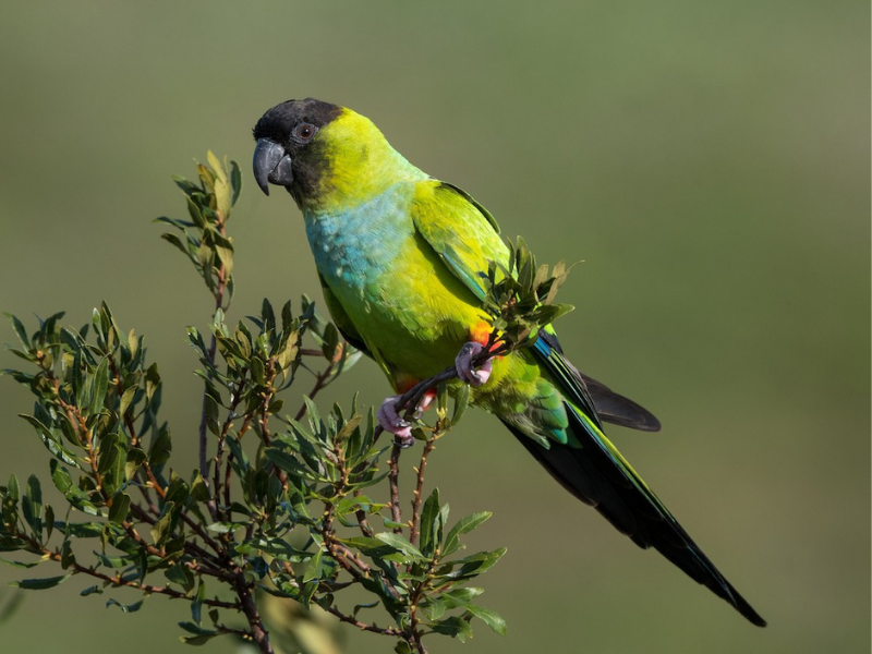 קוניור שחור ראש. צילום: Melissa James