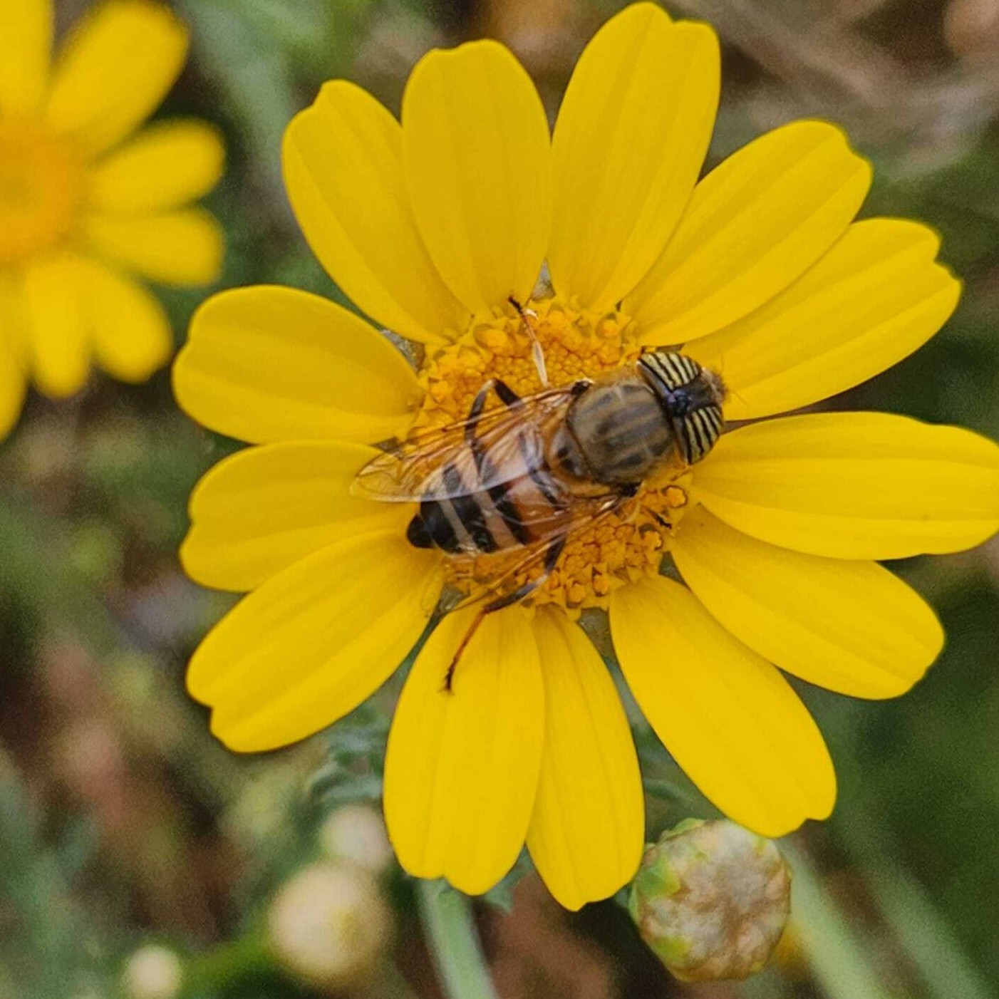 רקבן מפוספס. צילום: maayan_pal