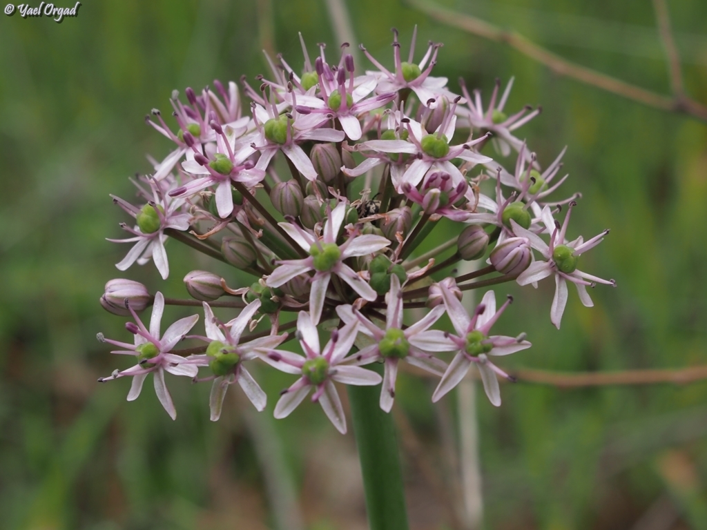 שום תל אביבי. צילום: יעל אורגד, iNaturalist