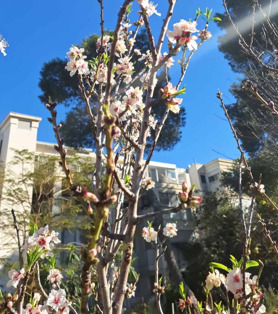שקד מצוי. צילום: Jacqui Mautner, iNaturalist