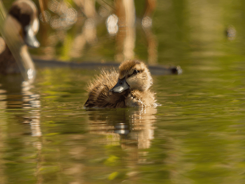 שרשיר אדום-מקור צעיר. צילום: Retief Williams