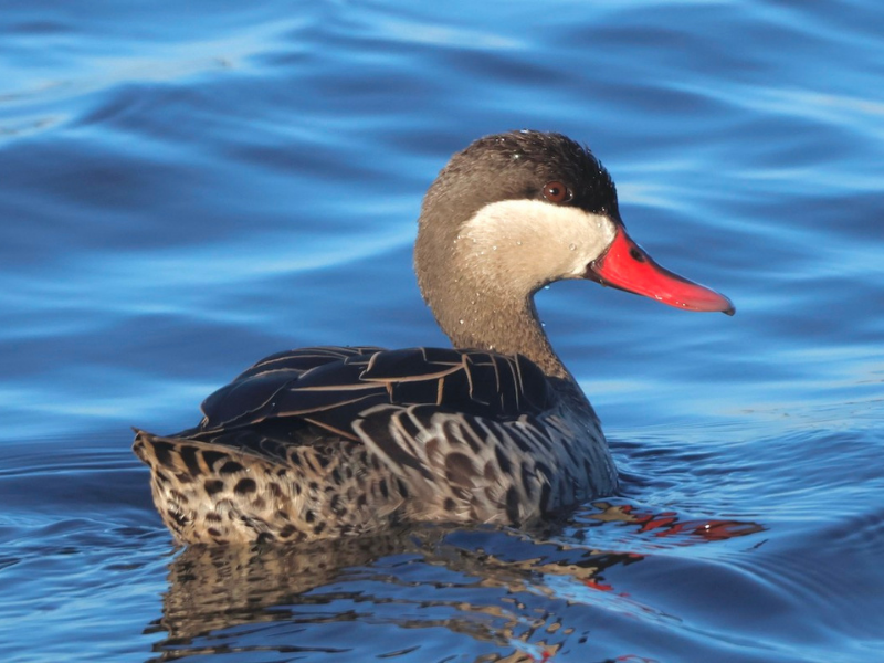 שרשיר אדום-מקור. צילום: Luke Goddard