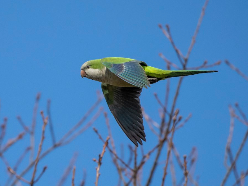 תוכי נזירי. צילום: Michael Stubblefield