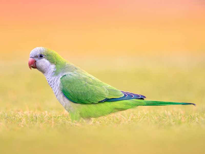 תוכי נזירי. צילום: Ryan Sanderson