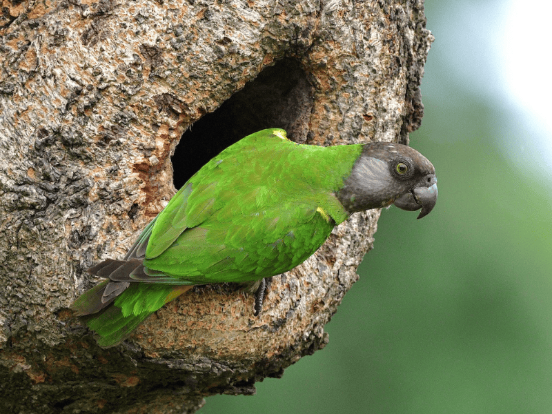 תוכי סנגלי. צילום: Gary Charlton