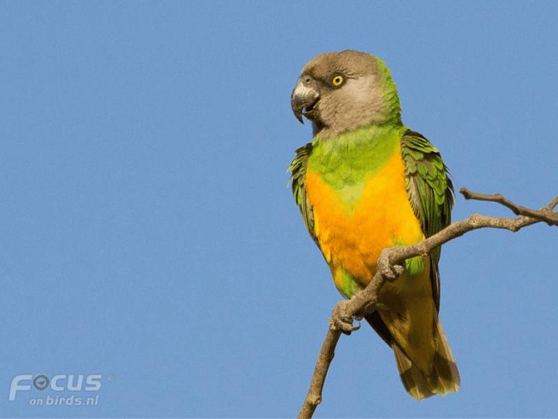 תוכי סנגלי. צילום: Mattias Hofstede