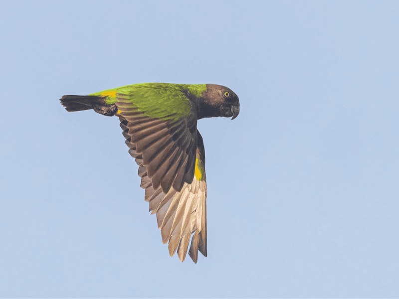 תוכי סנגלי. צילום: Pascal De Munck